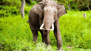 सांकेतिक तस्बिर